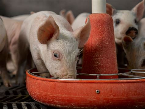 Do Pigs Like Music? And What Does It Say about Their Wellbeing?